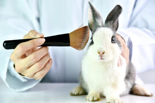 Scientist performing cosmetics test on a rabbit