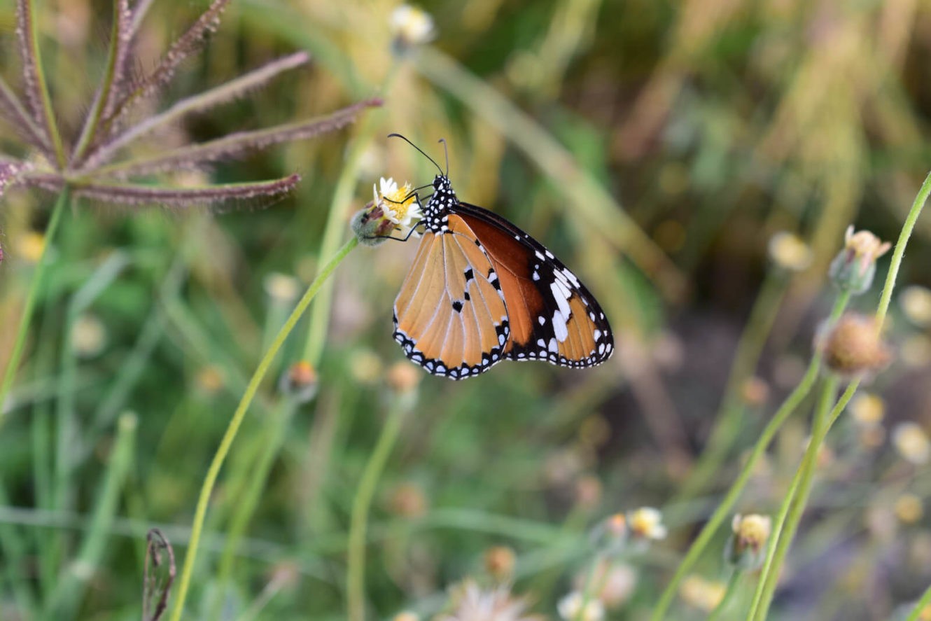 Monarch butterfly landed on a flower in a field