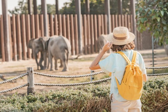 Young boy with a backpack standing outside an elephant enclosure.